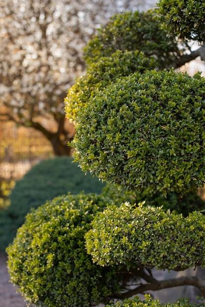 eugenia topiary