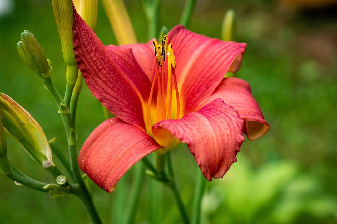 azucena flower