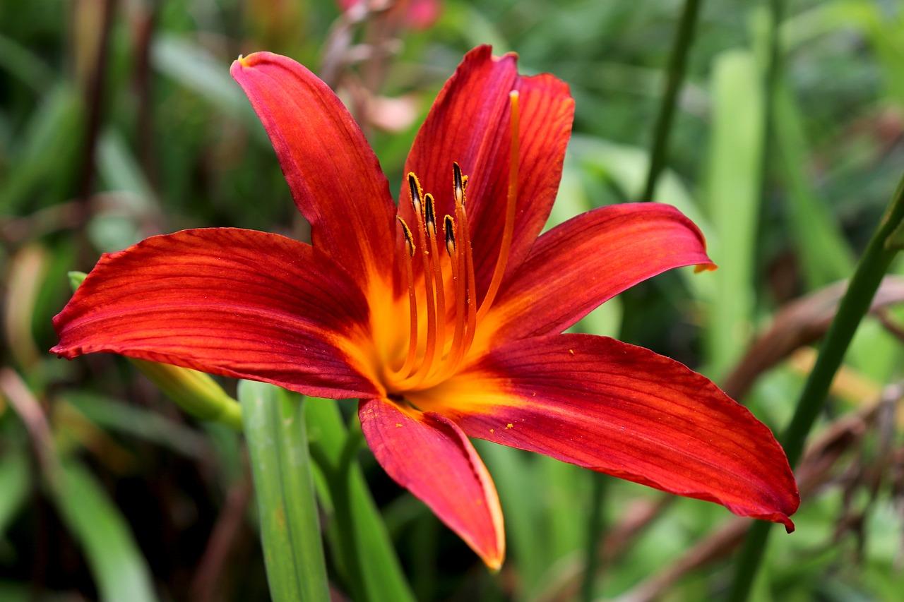 azucena flower