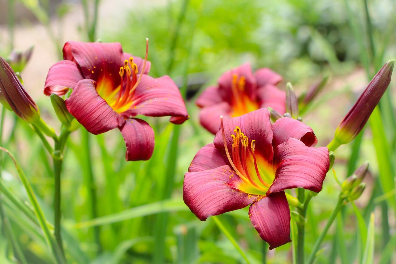 azucena flower