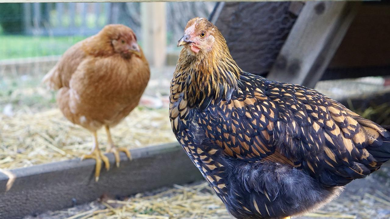 The Beautiful Blue Laced Gold Wyandotte: A Rare and Stunning Chicken ...