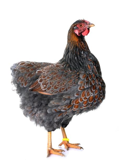 blue laced gold wyandotte