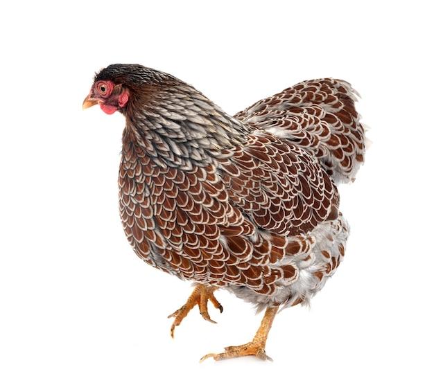 The Beautiful Blue Laced Gold Wyandotte: A Rare and Stunning Chicken ...