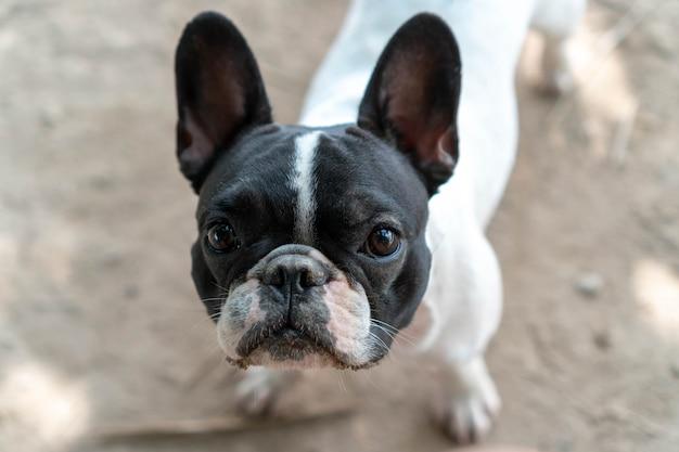 black and white french bulldog