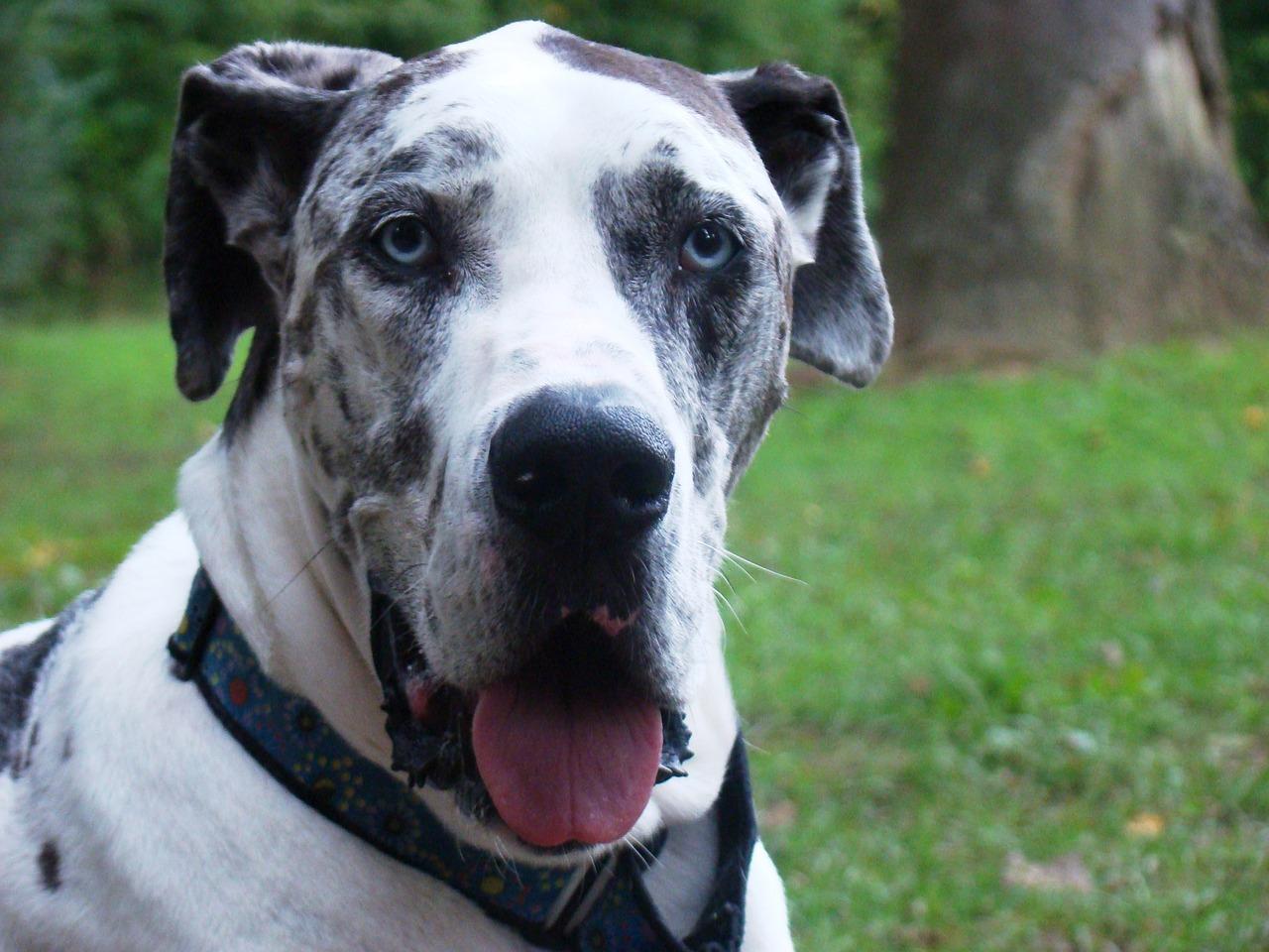 blue harlequin great dane