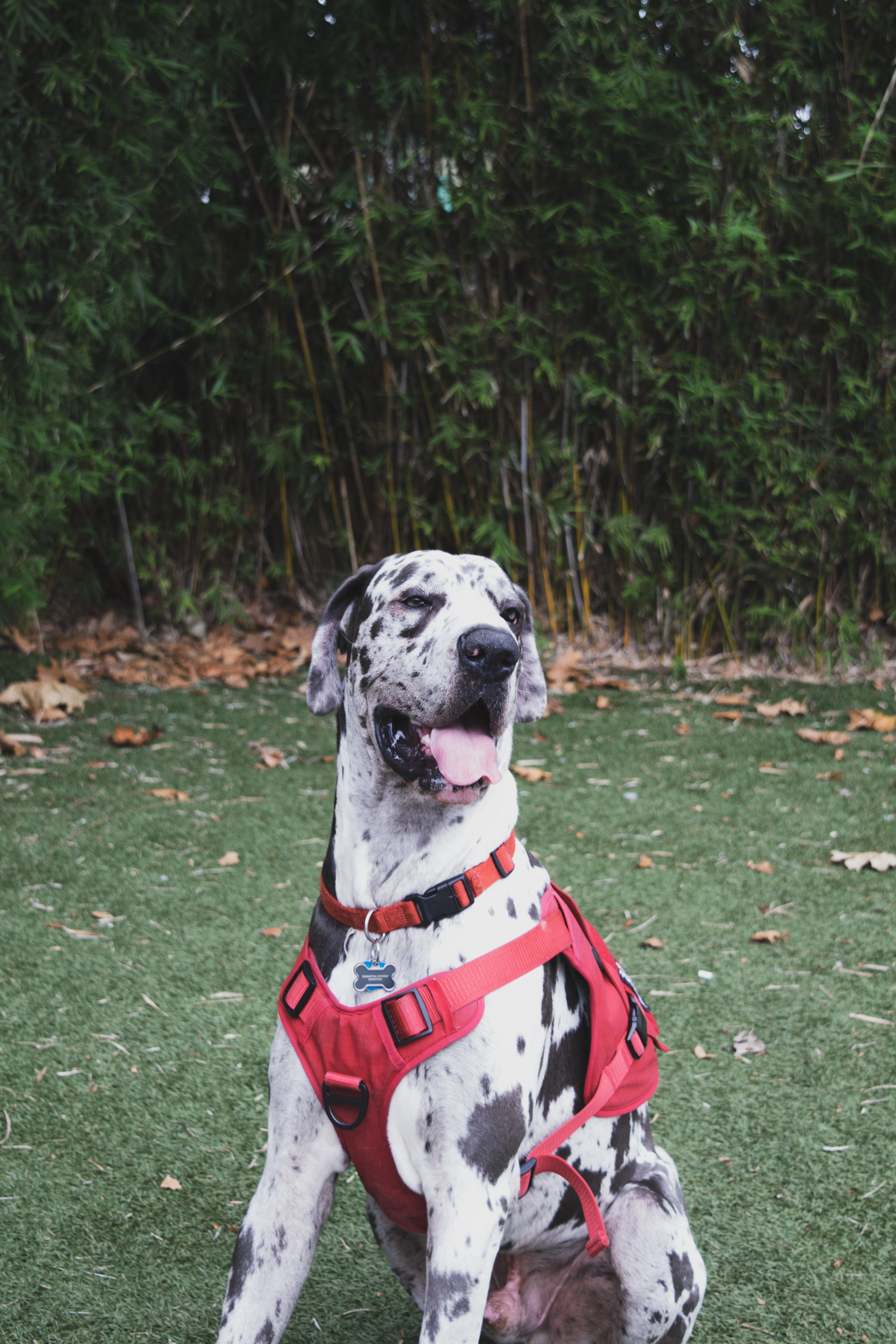 blue harlequin great dane