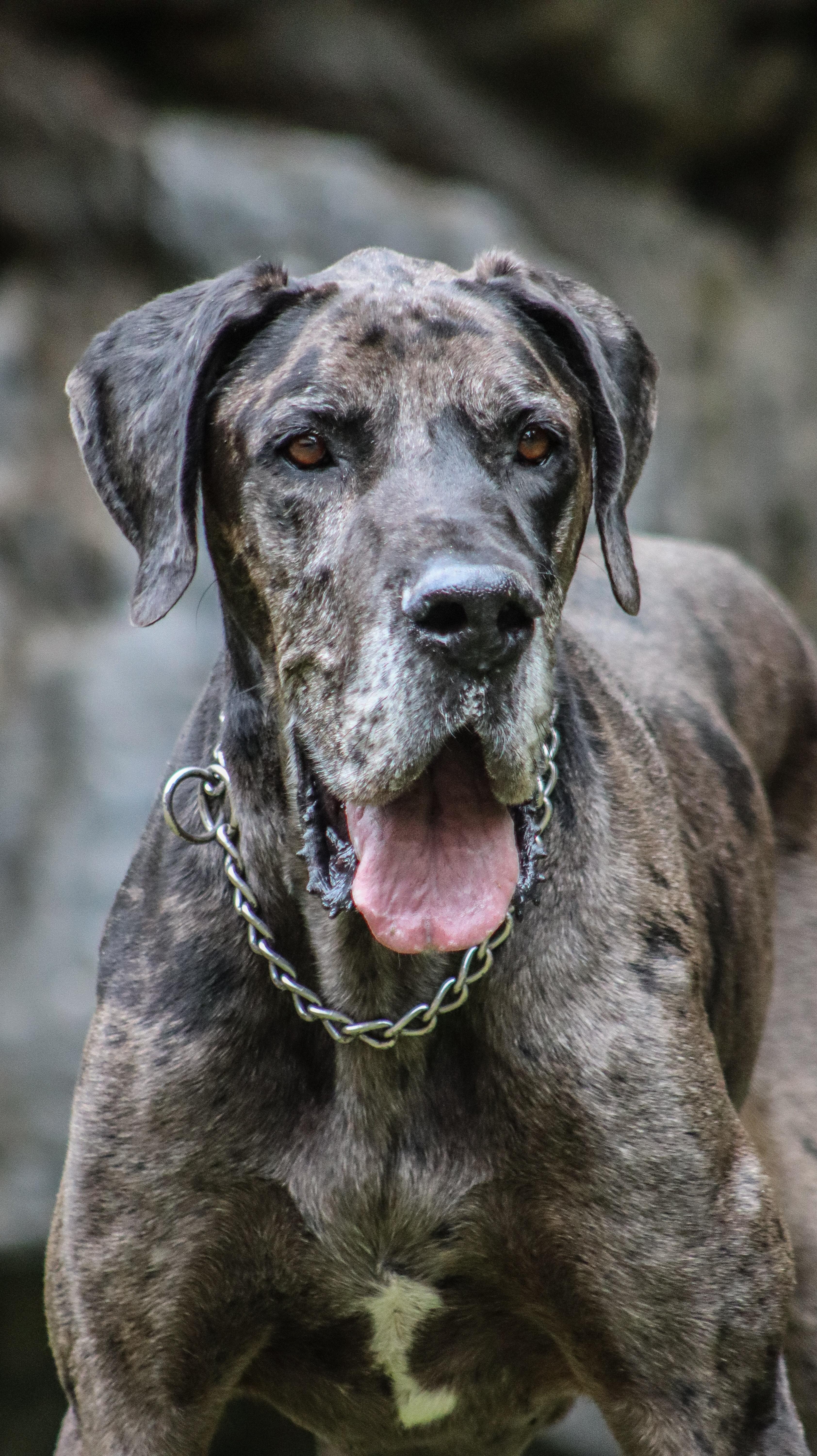 blue harlequin great dane