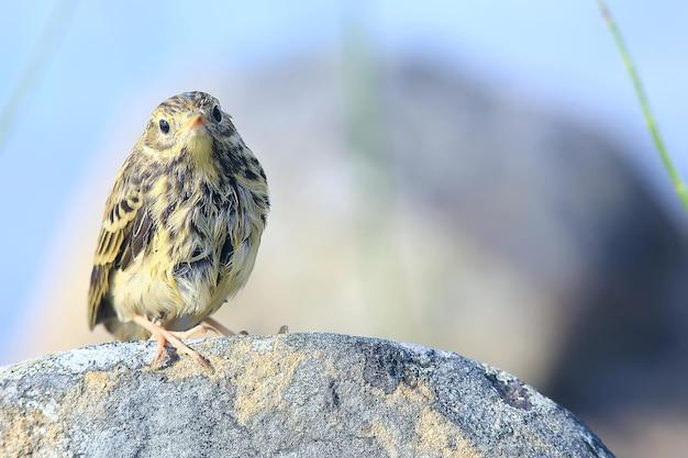 the chicks little rock