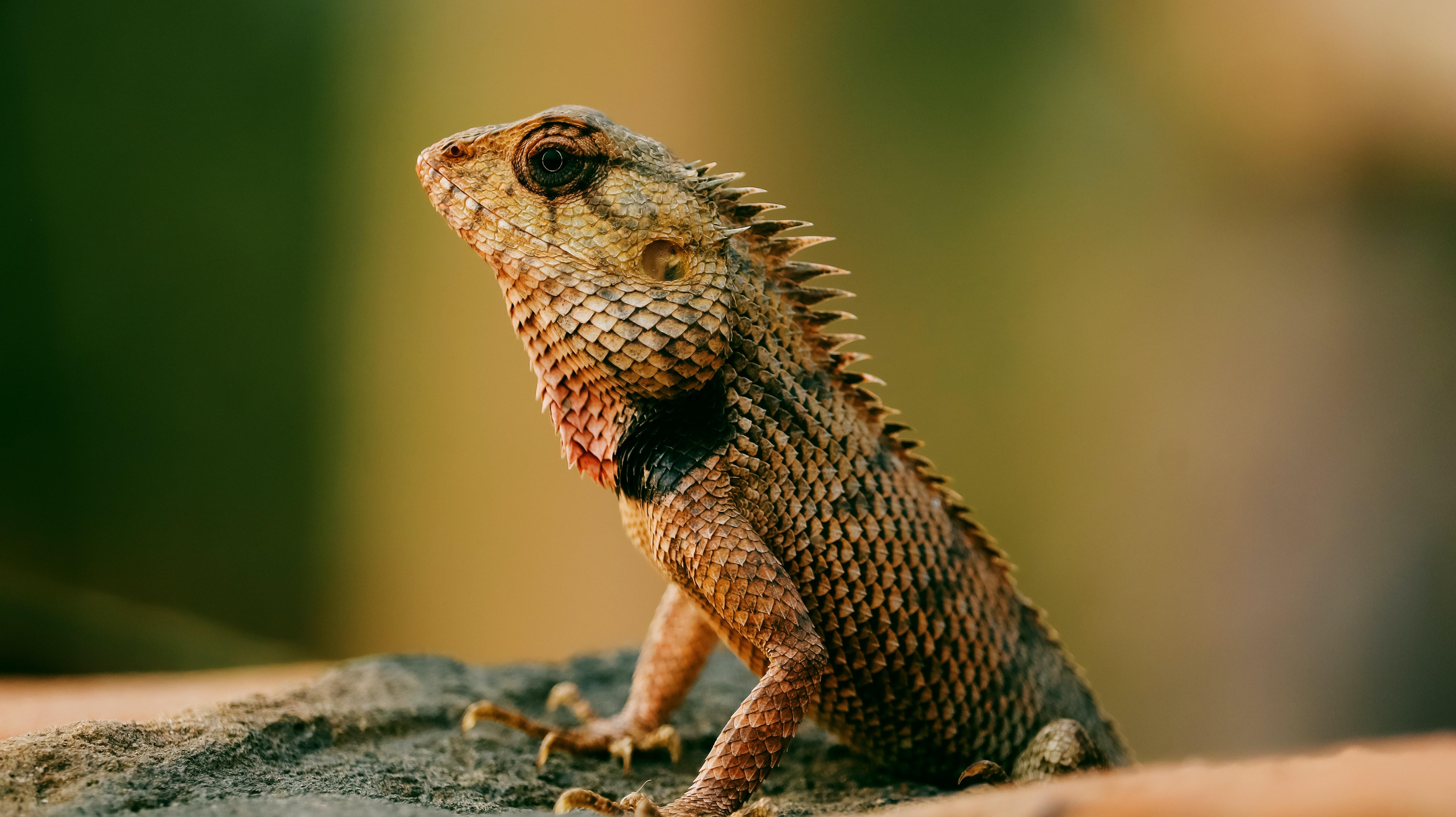 collard lizard