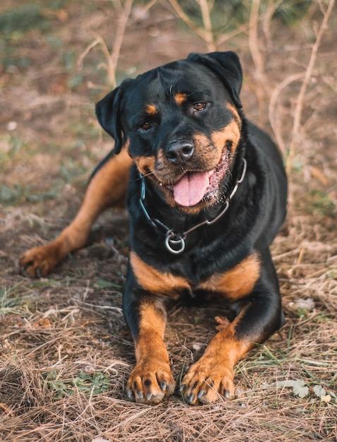 ear cropping rottweiler