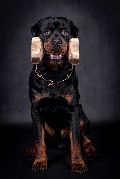 ear cropping rottweiler