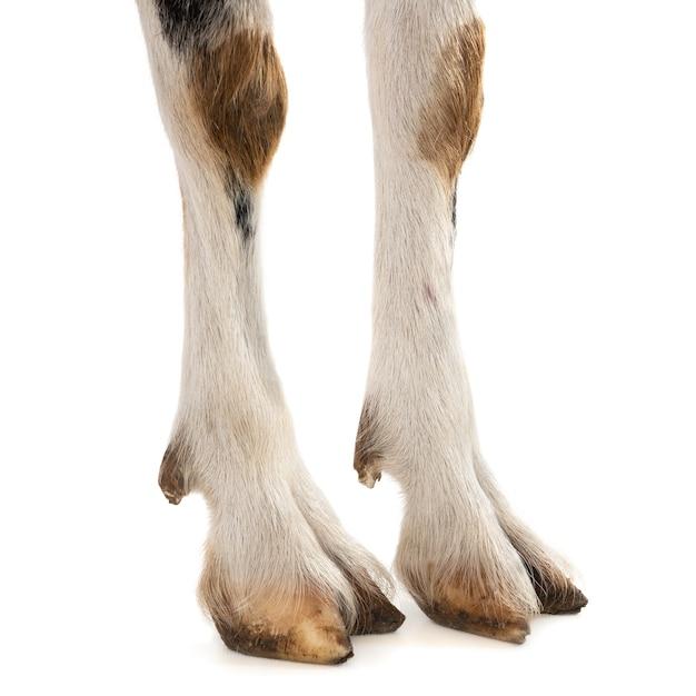 goat legs