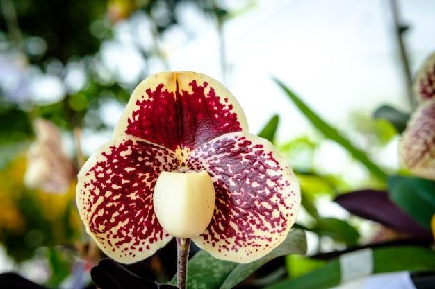 dracula orchid