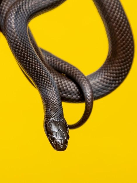 black corn snake