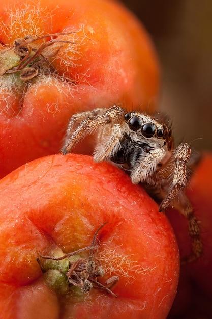 jumping spider lifespan