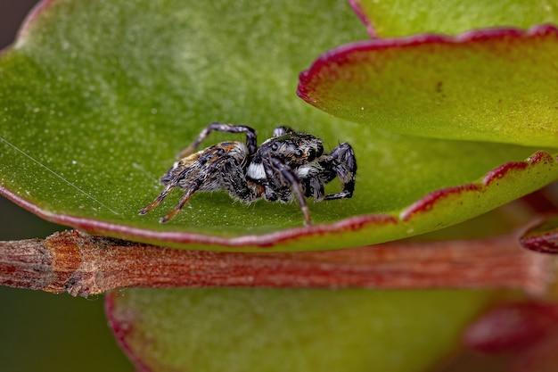 jumping spider lifespan