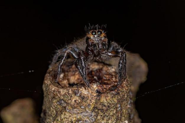 jumping spider lifespan