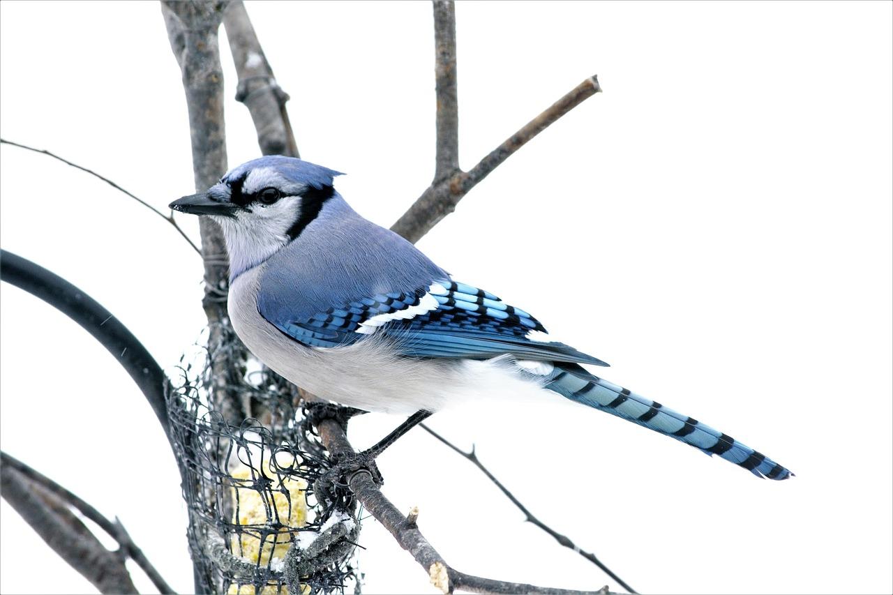 meaning of a blue jay feather