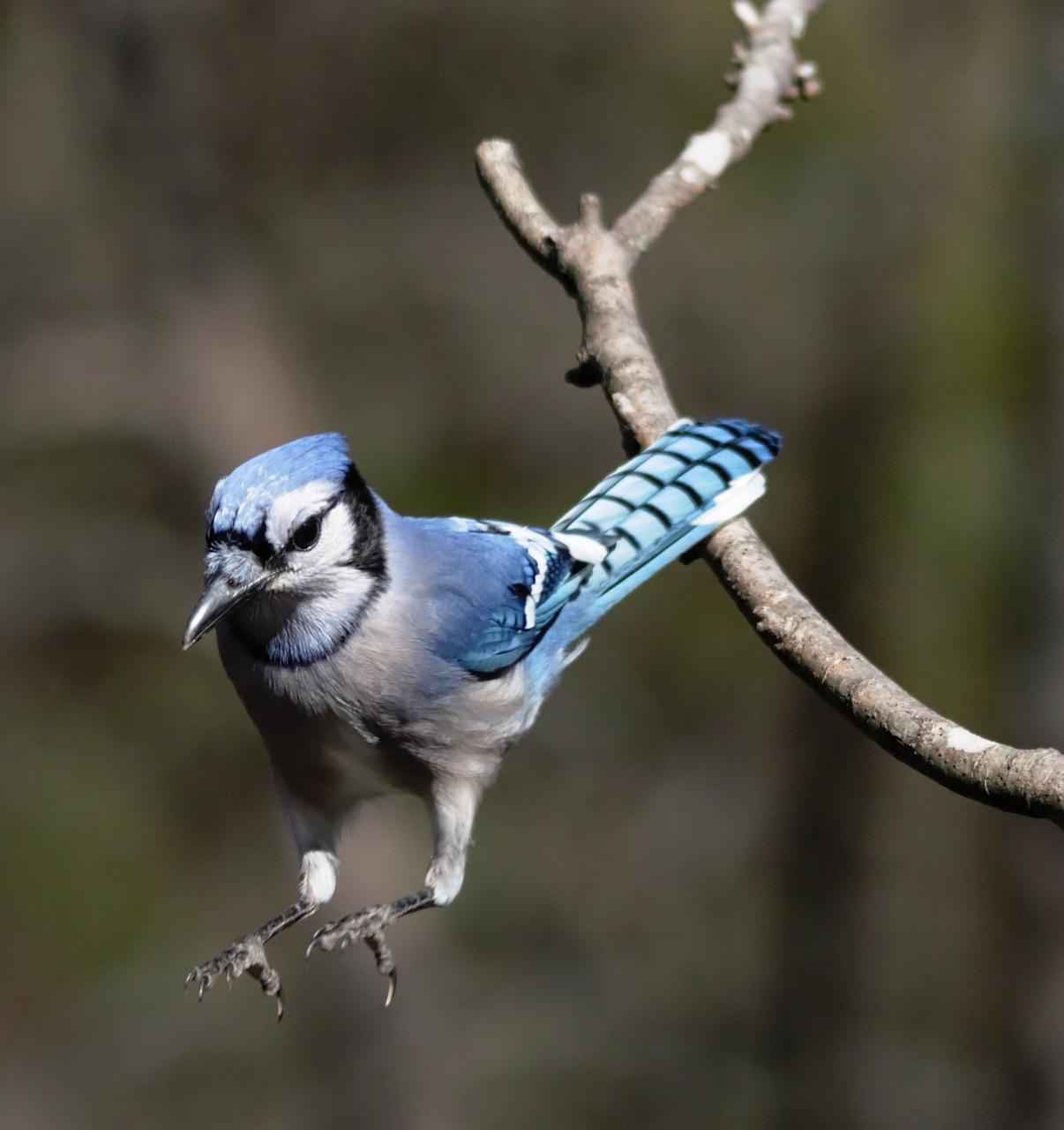 meaning of a blue jay feather