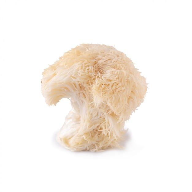 lion's mane mushrooms near me