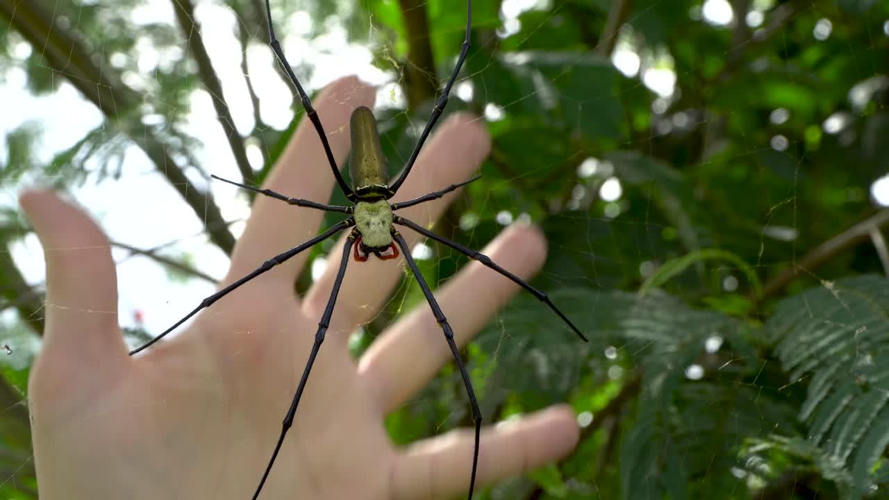 omothymus spider size