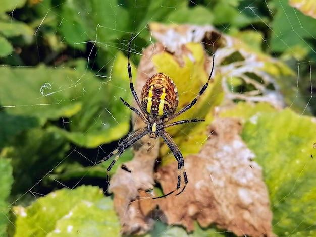 omothymus spider size