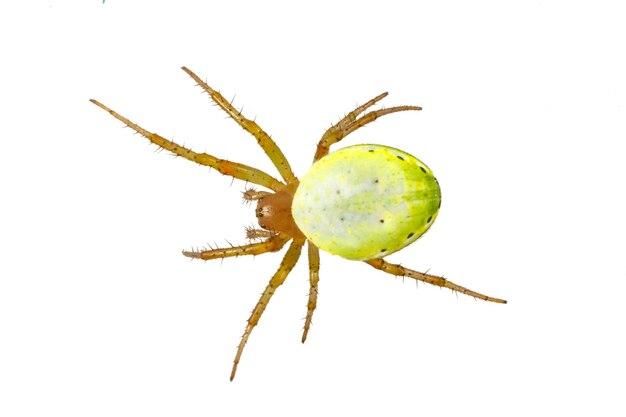 omothymus spider size