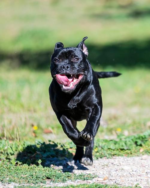 panther black pitbull