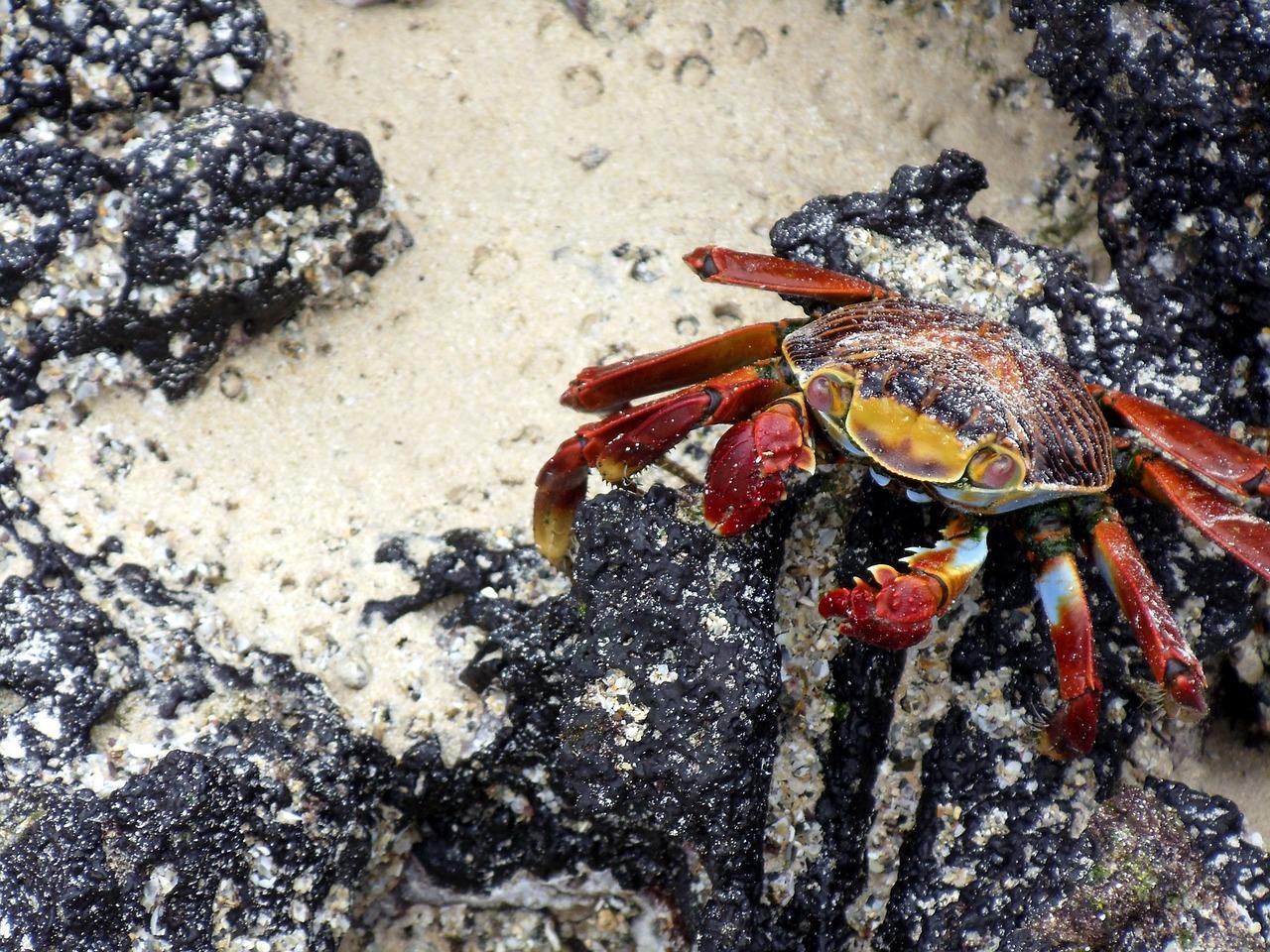 rainbow crab