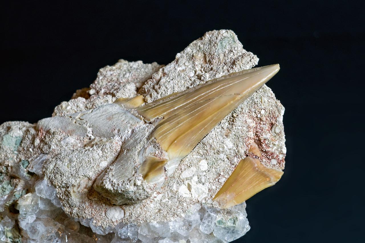 shark tooth arrowhead