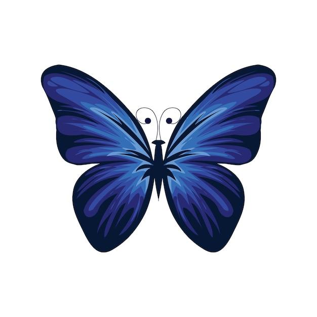 black and blue butterfly