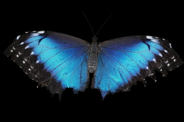 black and blue butterfly