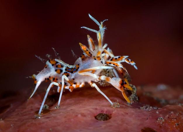 tiger pistol shrimp