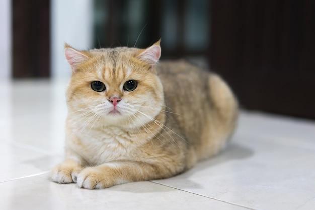 golden british shorthair