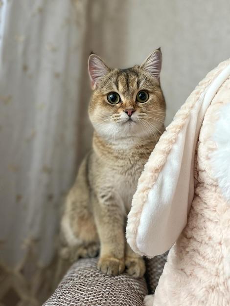 golden british shorthair