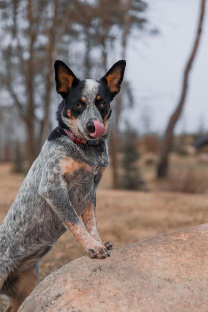 hanging tree cattle dog