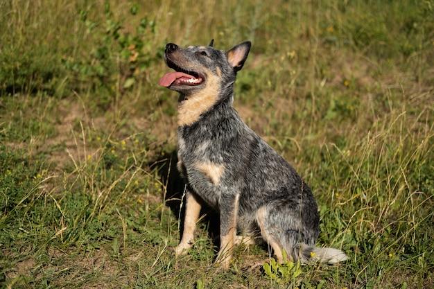 hanging tree cattle dog