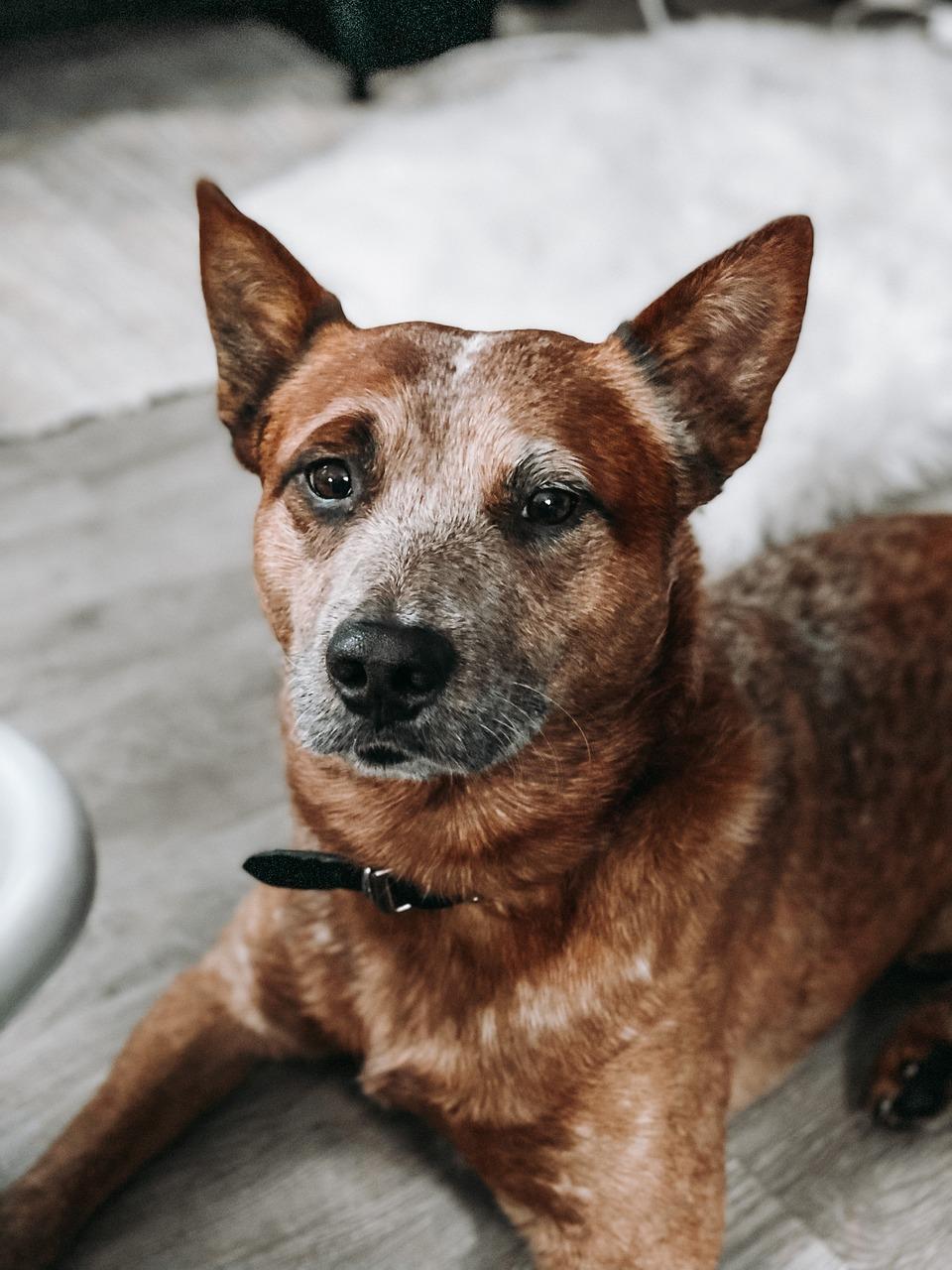 hanging tree cattle dog