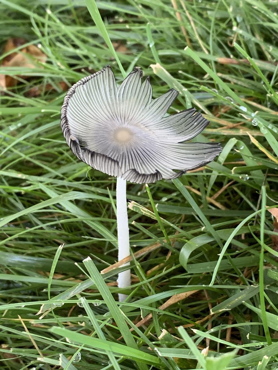 hare's foot inkcap