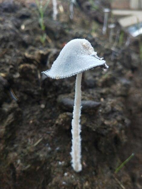 hare's foot inkcap