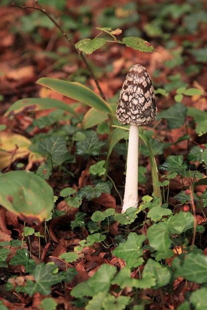 hare's foot inkcap