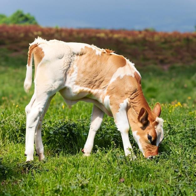 lost calf