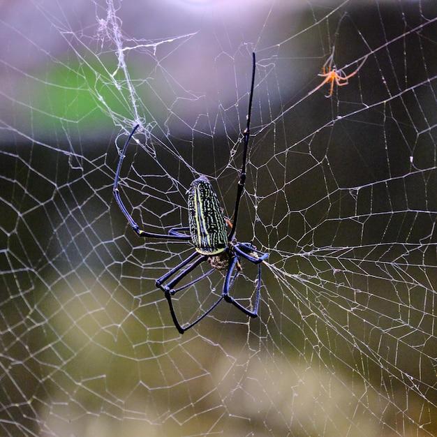 whistle spider