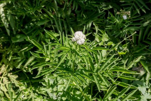 hemlock drink