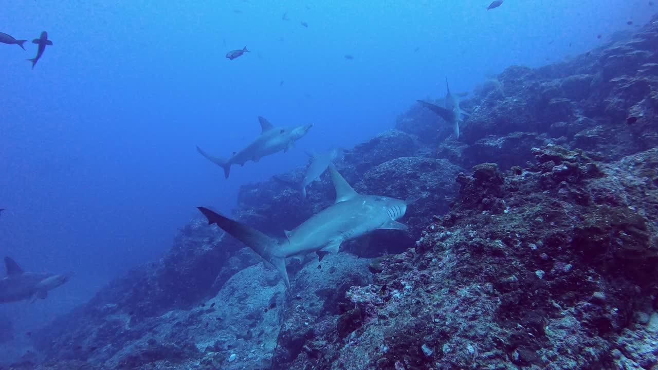 hammerhead shark migration