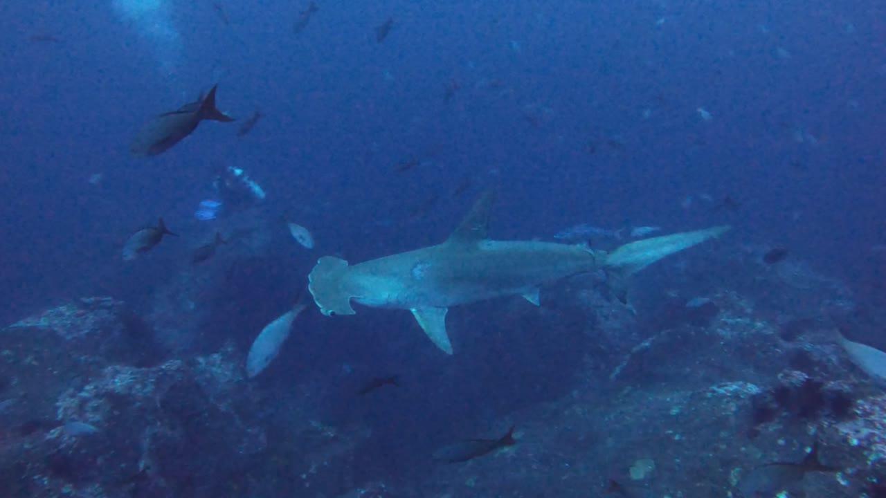 hammerhead shark migration