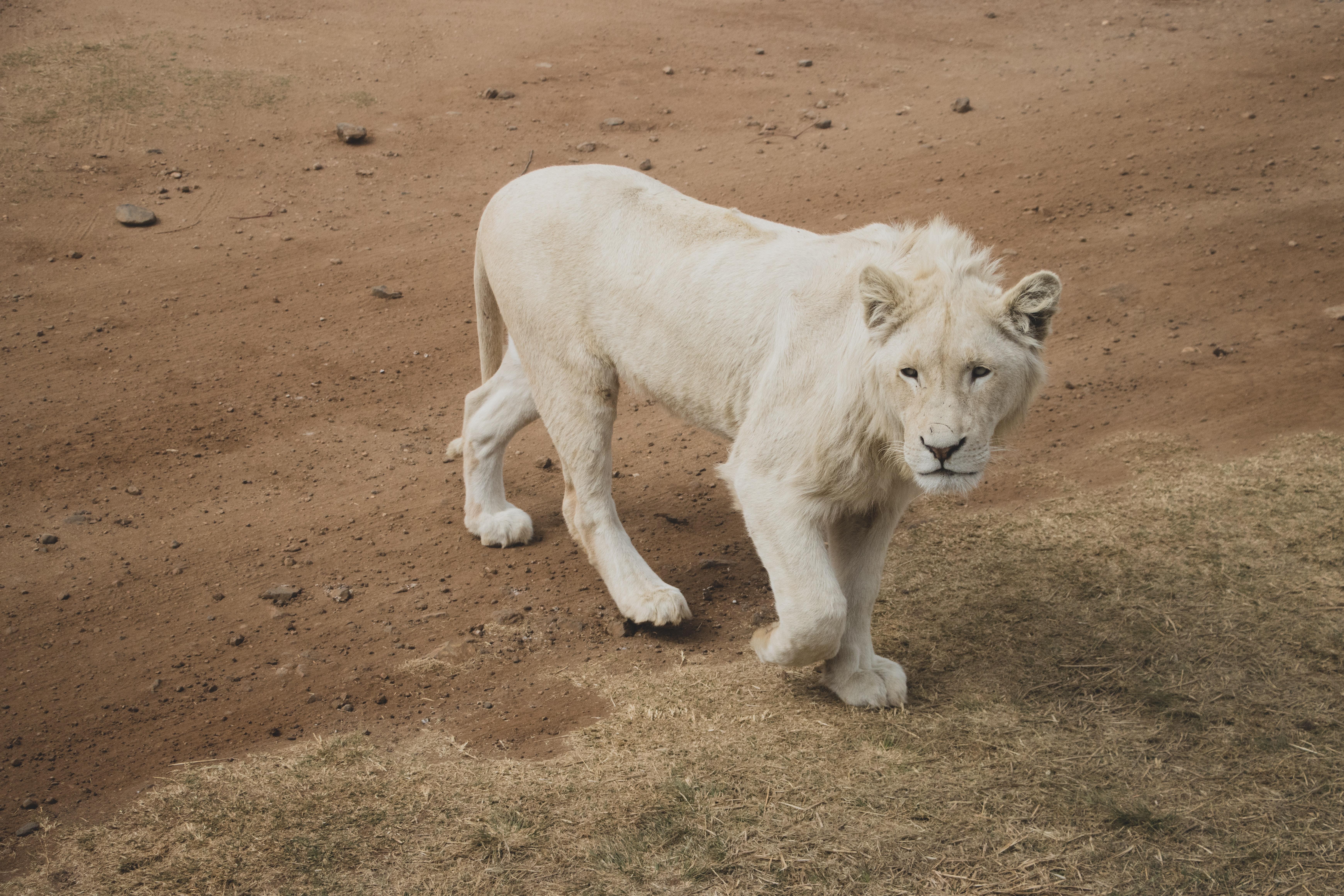 transvaal lion