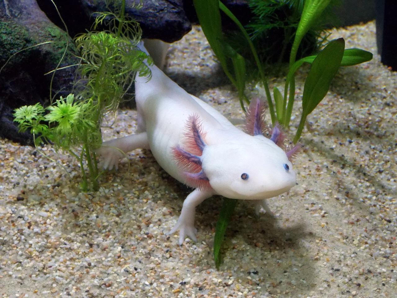 mosaic axolotl