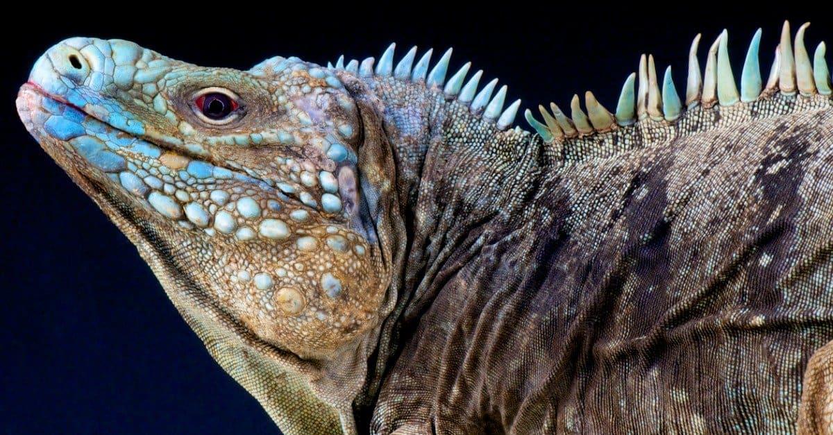 giant iguana