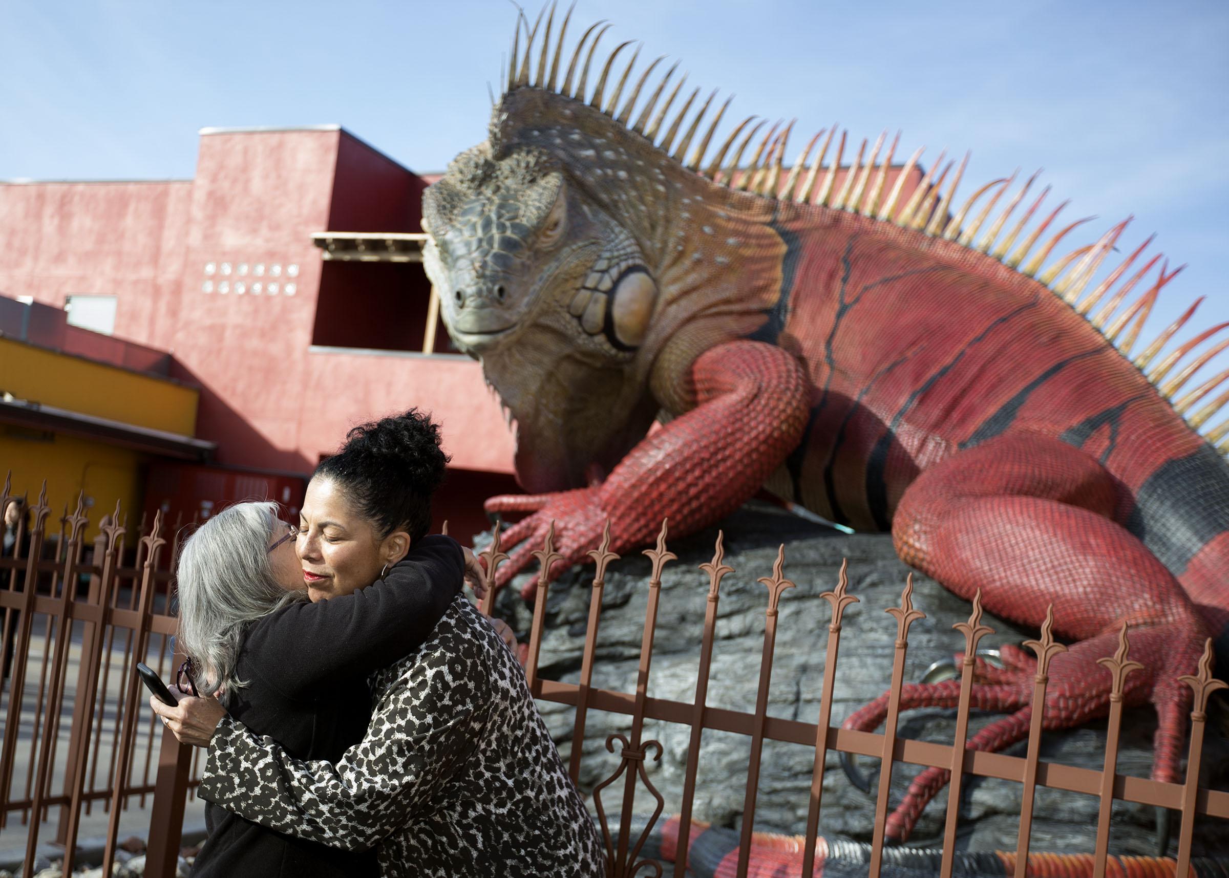 giant iguana